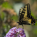 Swallowtail Stepping Lightly by jgpittenger