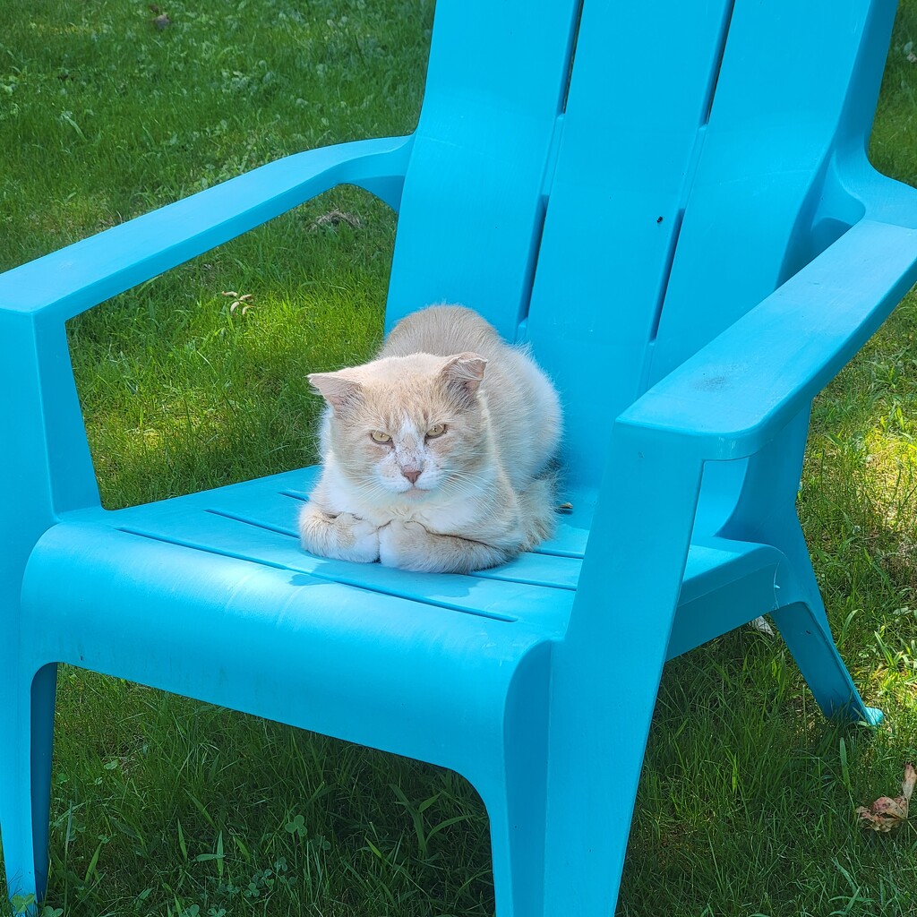 Sammy on a lawn chair by shesays
