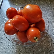 6th Aug 2023 - Freshly Picked Plum Tomatoes