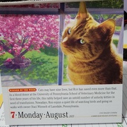 7th Aug 2023 - Beautiful Ginger Cat