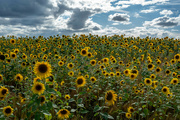 13th Aug 2023 - Sunflowers 