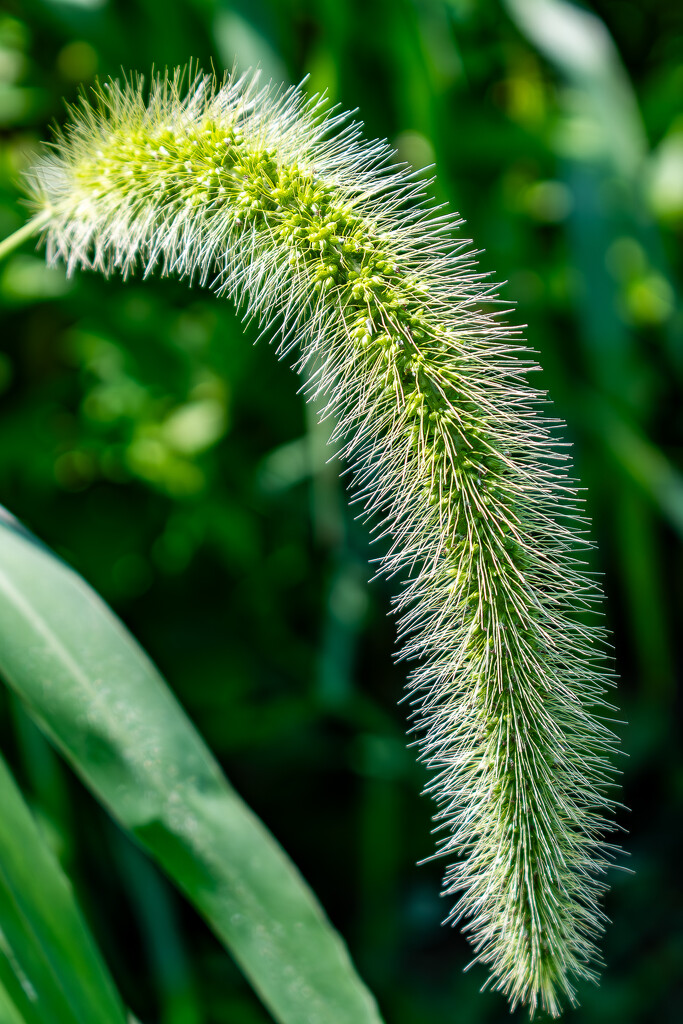 Green Foxtail by lifeisfullofpictures