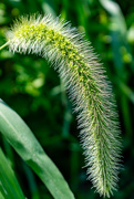 10th Aug 2023 - Green Foxtail