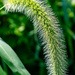 Green Foxtail by lifeisfullofpictures