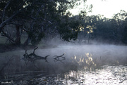 14th Aug 2023 - River mist 