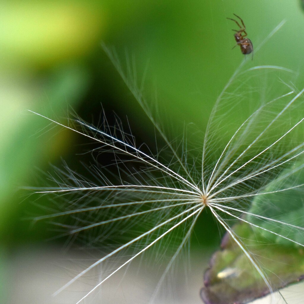 The dainty dandelion seed by anitaw