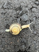 13th Aug 2023 - Snail