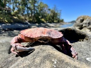 13th Aug 2023 - Crab