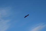 12th Aug 2023 - Aug 12 As the crow flies
