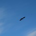 Aug 12 As the crow flies by sandlily