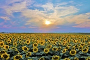 11th Aug 2023 - Sunflower Field
