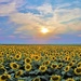 Sunflower Field by lynnz