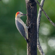 13th Aug 2023 - Golden-fronted Woodpecker
