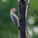 Golden-fronted Woodpecker by nicoleweg