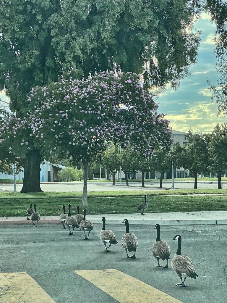 Herding Geese  by joysfocus