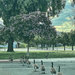 Herding Geese  by joysfocus