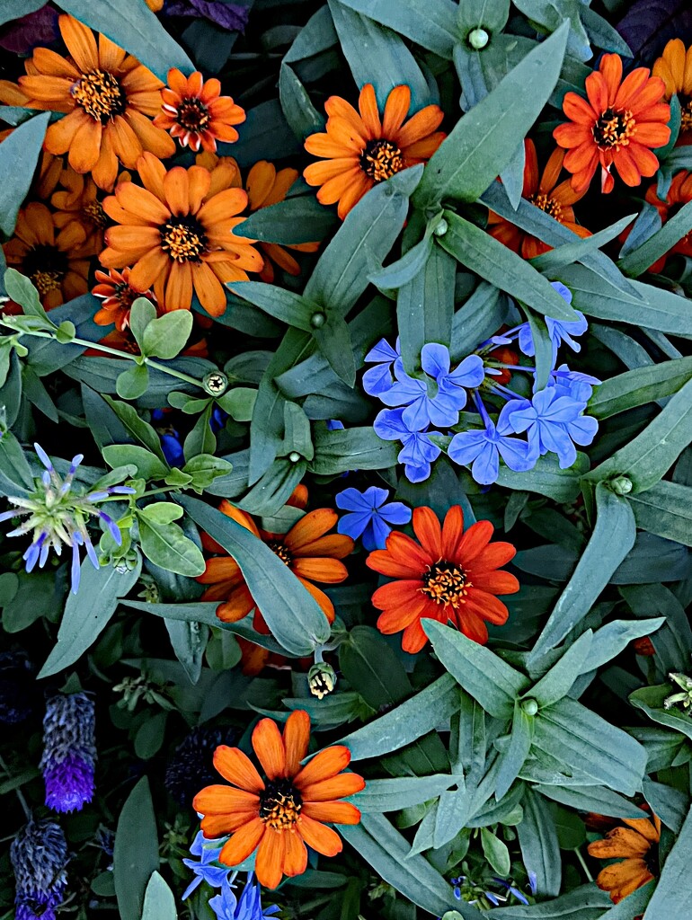 Summer flowers by congaree