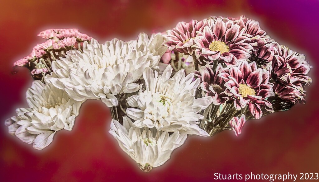 Chrysanthemum  by stuart46