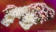 14th Aug 2023 - Chrysanthemum 