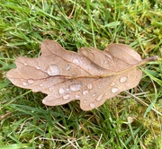 13th Aug 2023 - Raindrops are falling on my leaf …