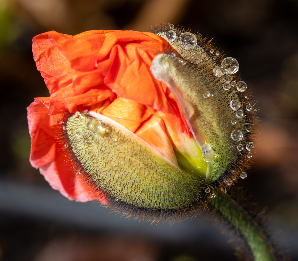 The Birth of a Poppy by 365projectclmutlow