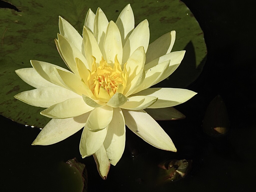A Favourite Pond Lily by susiemc