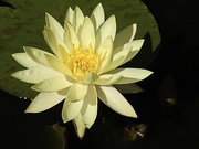11th Aug 2023 - A Favourite Pond Lily