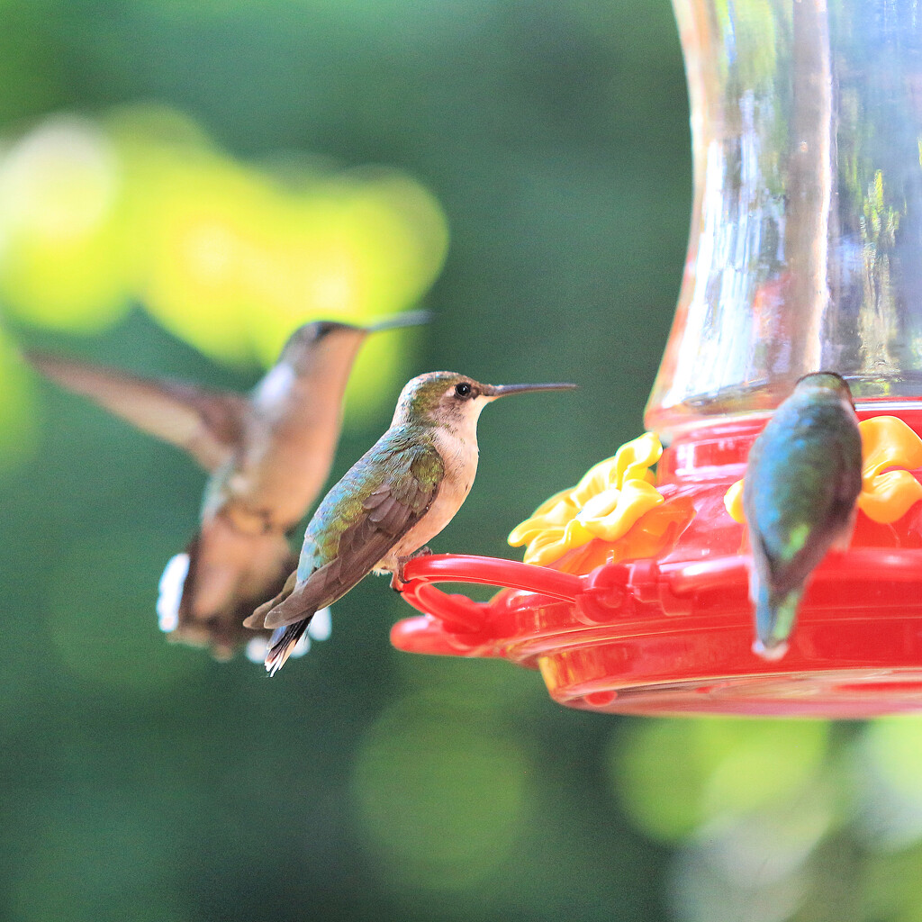 Fat Little Bellies by juliedduncan