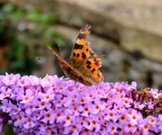 14th Aug 2023 - A Ragged Comma Butterfly