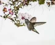 13th Aug 2023 - Calliope hummingbird
