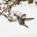 Calliope hummingbird by aecasey