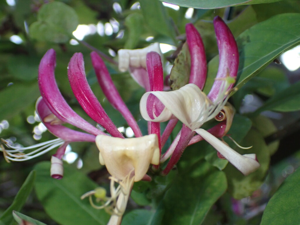 Honeysuckle by speedwell