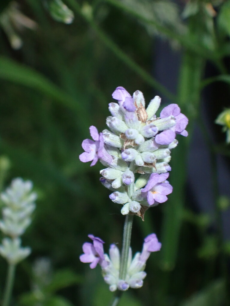 lavender by speedwell