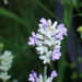 lavender by speedwell