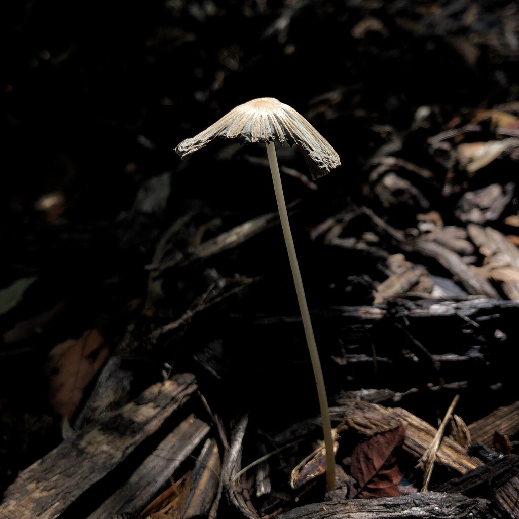 Pleated Inkcap by lsquared