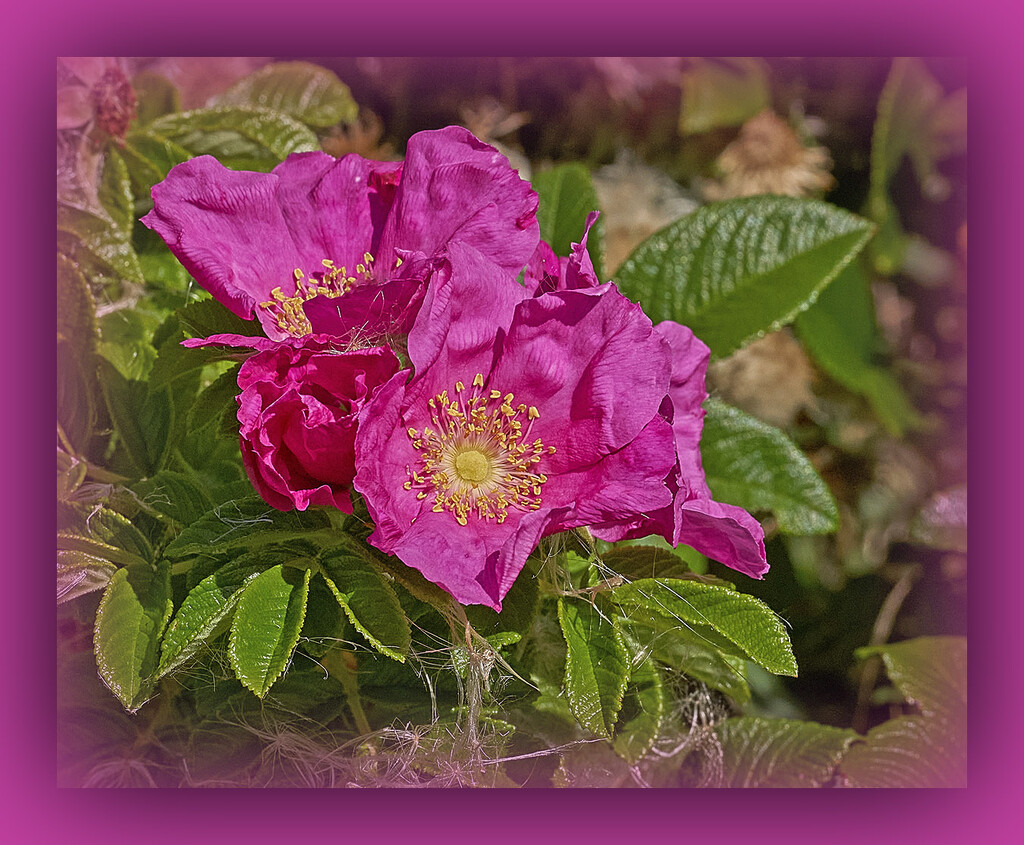 Last of the Wild Roses by gardencat