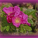 Last of the Wild Roses by gardencat