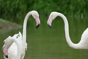14th Aug 2023 - Flamingoes