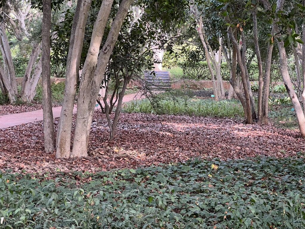 Leafy clearing by cadu