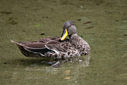 29th Jul 2023 - yellow-billed duck