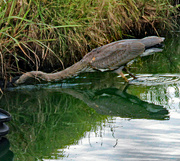 31st Jul 2023 - July 31 Blue Heron In For The Kill IMG_4368A