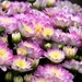 Beautiful Flowers  by randy23