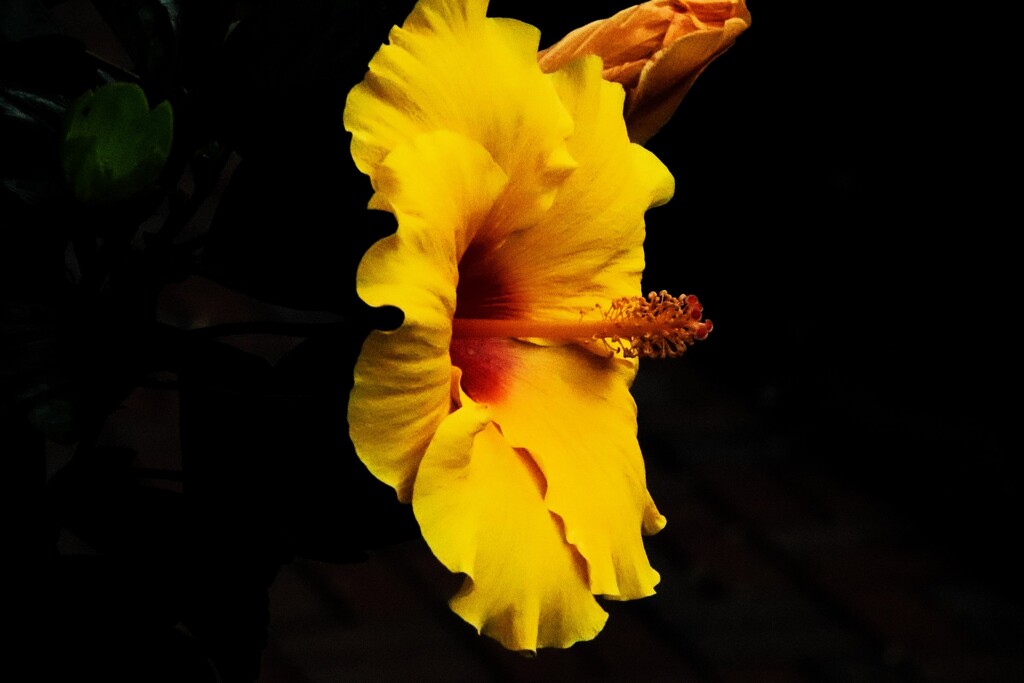 Yellow Hibiscus  by randy23