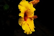 4th Aug 2023 - Yellow Hibiscus 