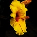 Yellow Hibiscus  by randy23