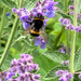 Busy bee! by bigmxx