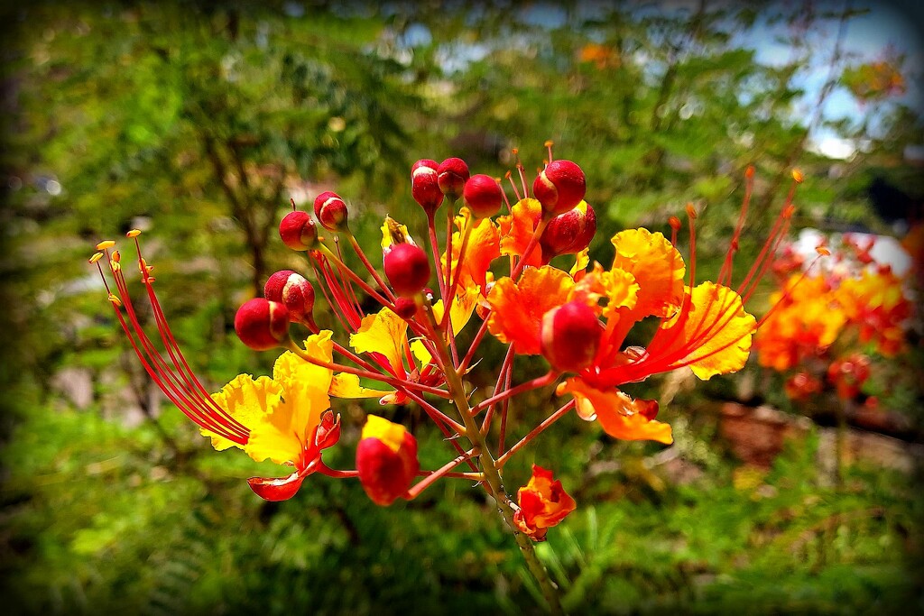 Pride of Barbados by stownsend