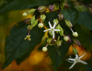 14th Aug 2023 - Clerodendrum Backlit By the Sunset