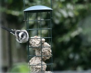 14th Aug 2023 - Long tailed tit