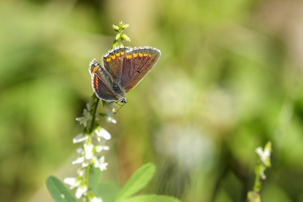 Brown Argus 2 by helenhall